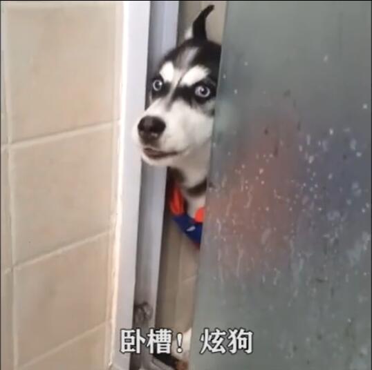 卧槽炫狗表情包