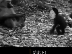 哈比下是什么意思 电棍说阿西吧的倒放